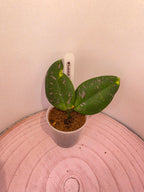 Hoya lobbii cream