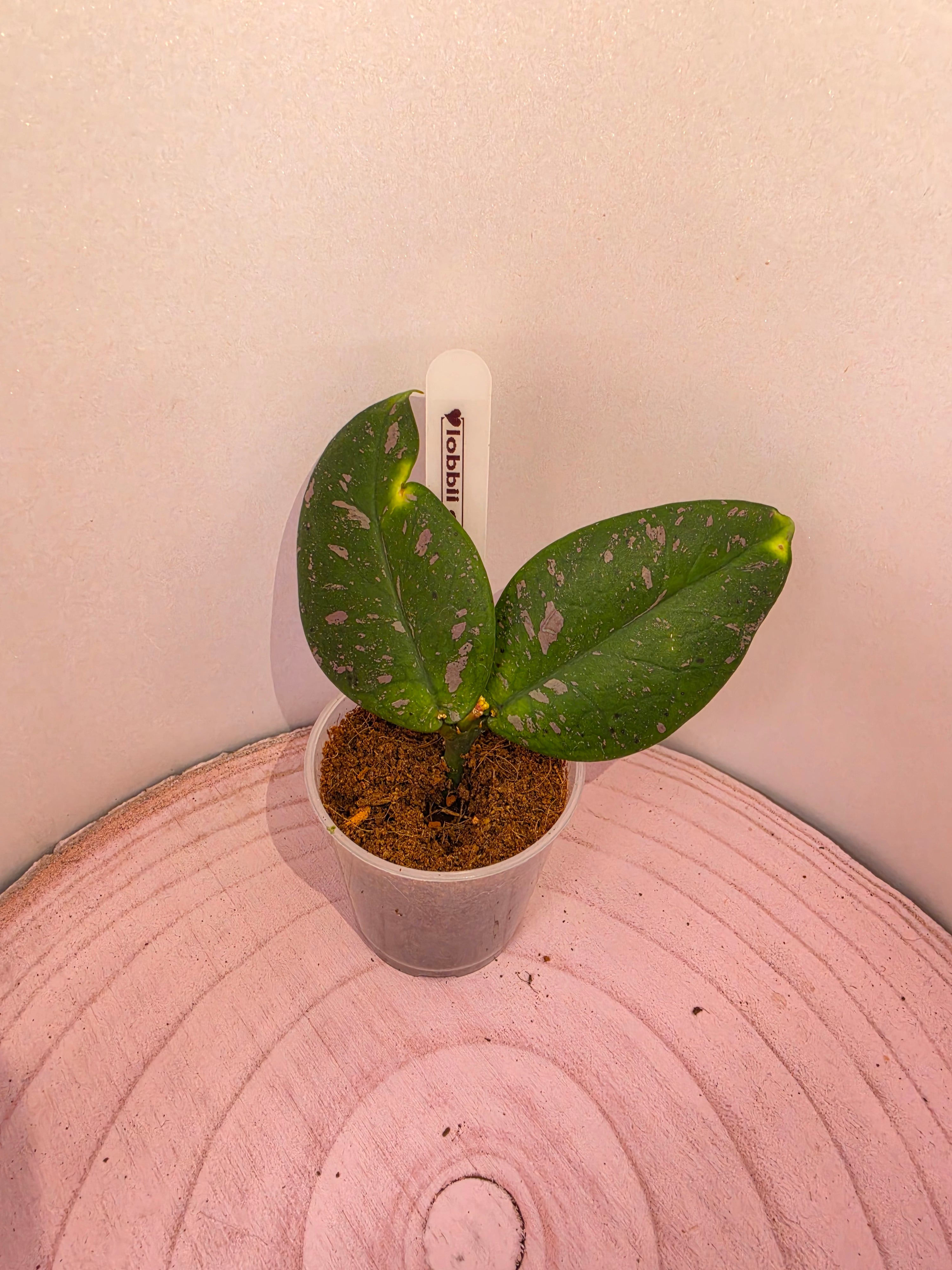 Hoya lobbii cream
