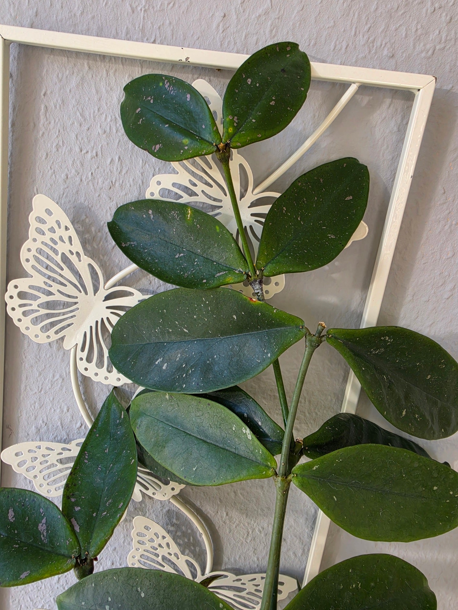 Hoya lobbii dark red cutting