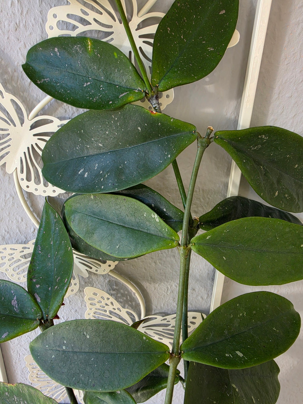 Hoya lobbii dark red cutting