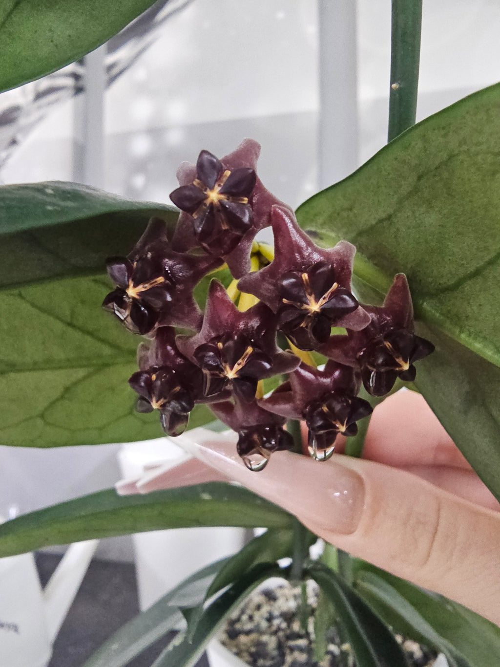Hoya lobbii dark red cutting