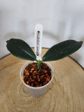 Hoya lobbii pink Myanmar