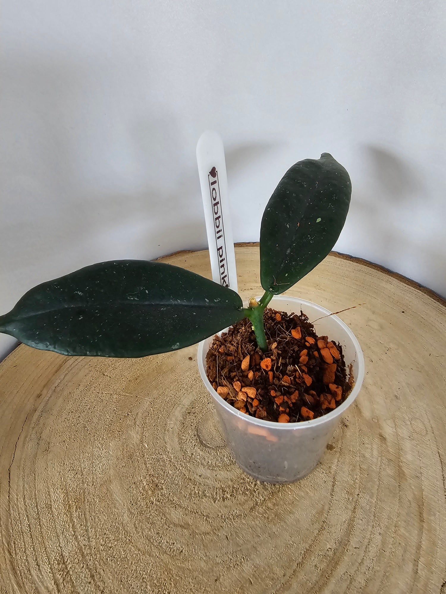 Hoya lobbii pink Myanmar