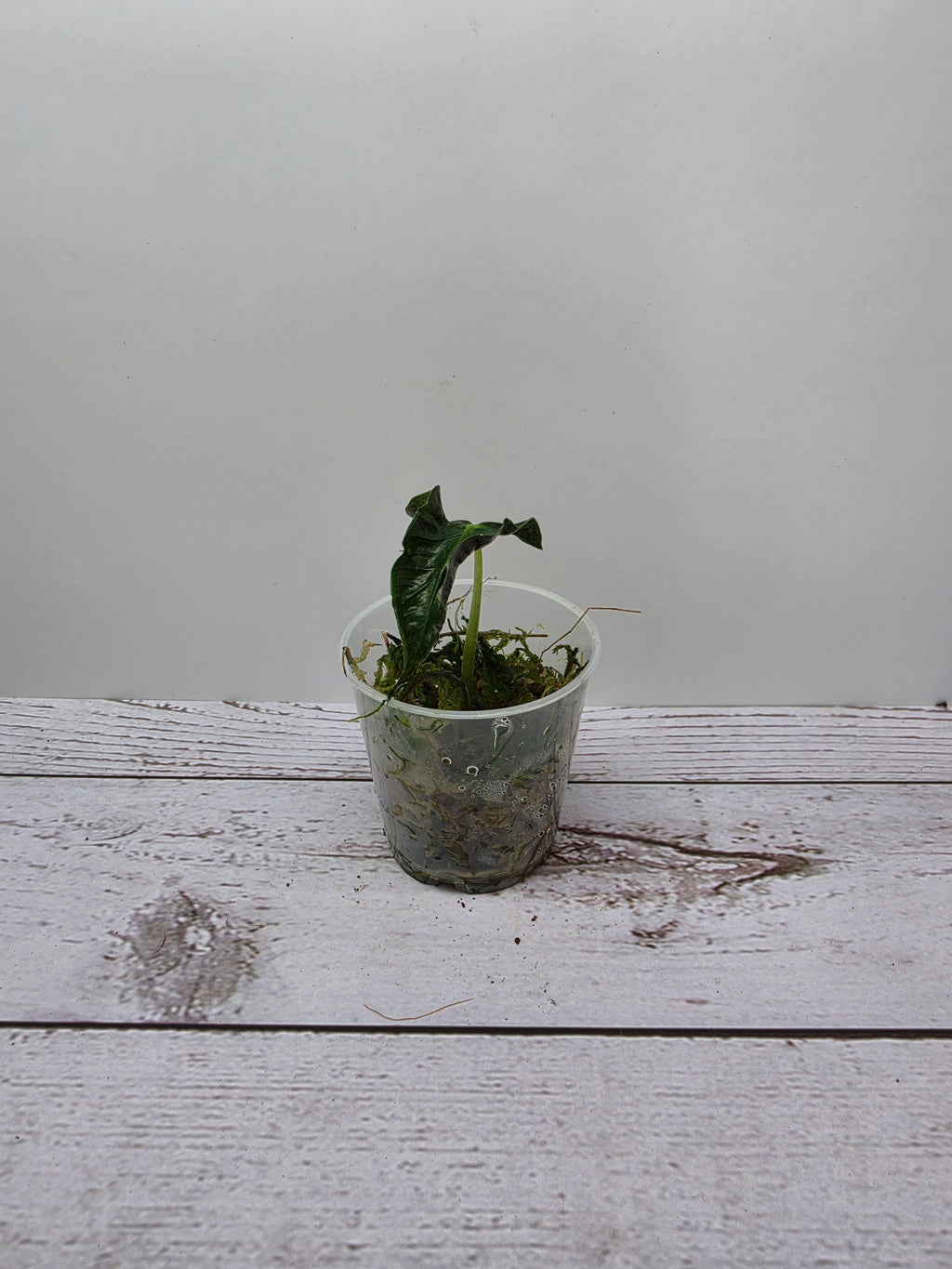 Alocasia Loco