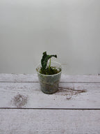Alocasia Loco