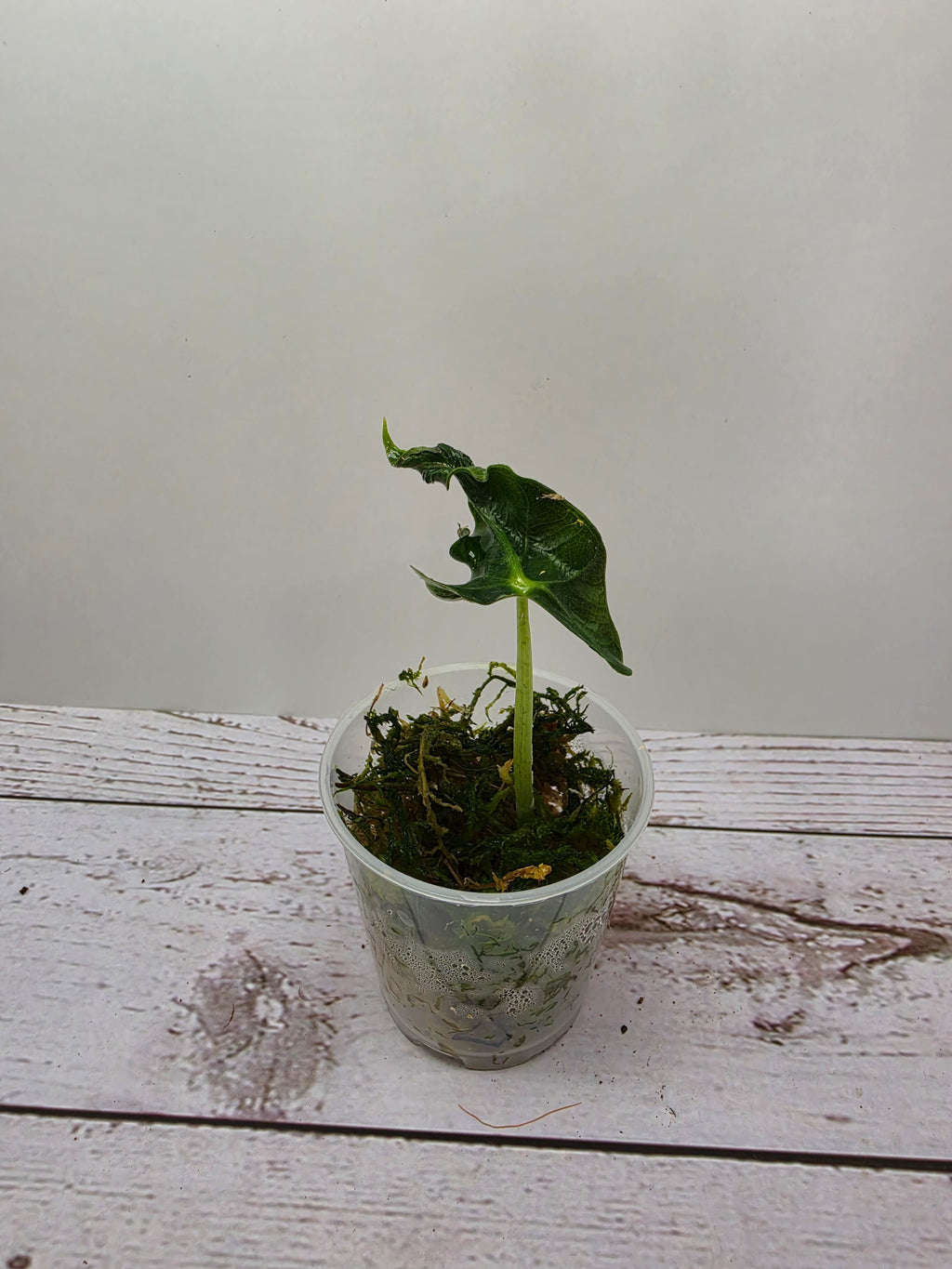 Alocasia Loco