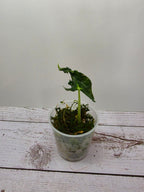 Alocasia Loco