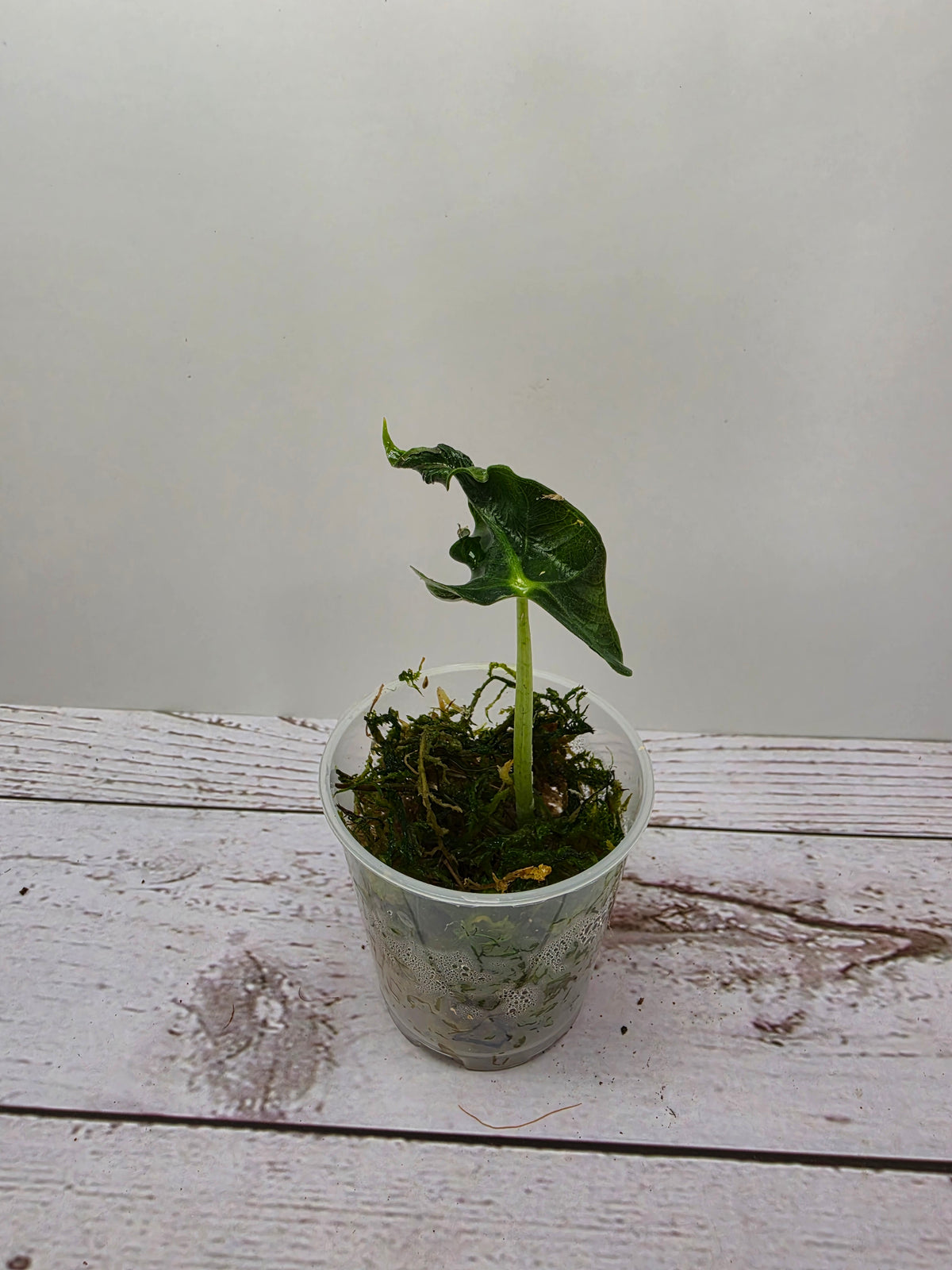 Alocasia Loco