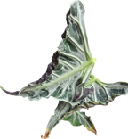 Alocasia Loco Rhizom