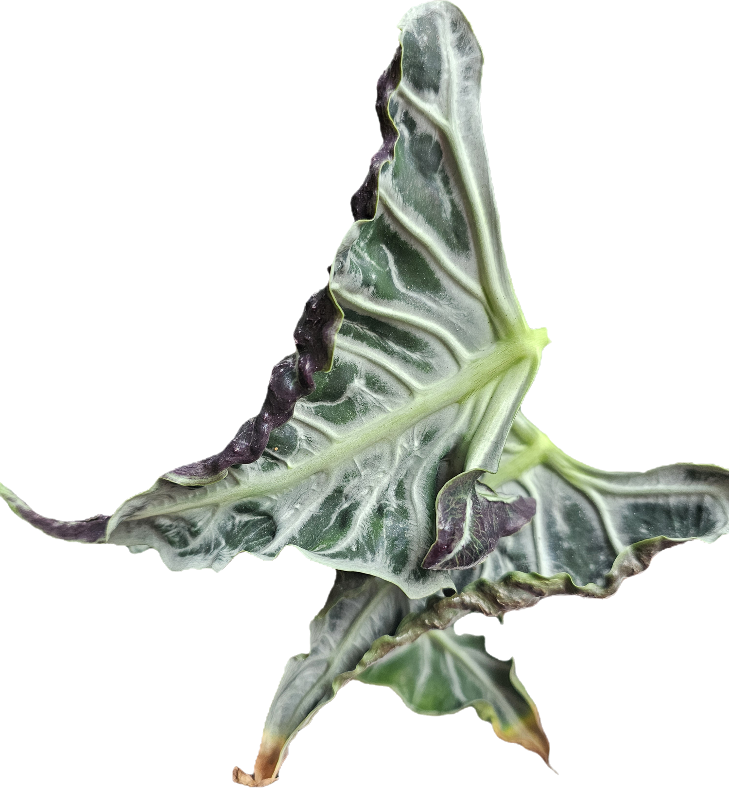 Alocasia Loco Rhizom