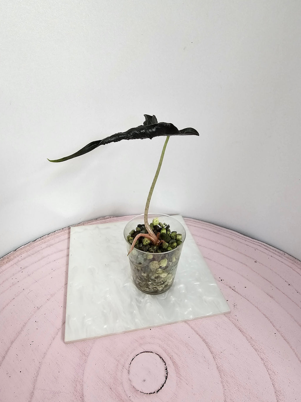 Alocasia Loco narrow in Pon