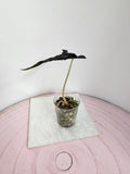 Alocasia Loco narrow in Pon