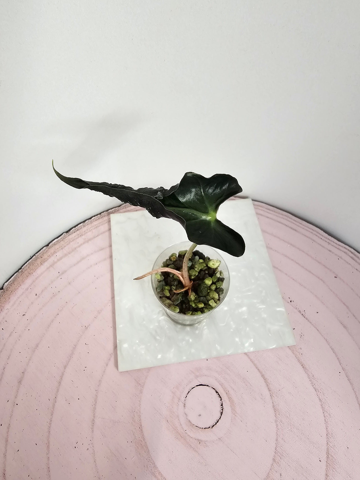 Alocasia Loco narrow in Pon