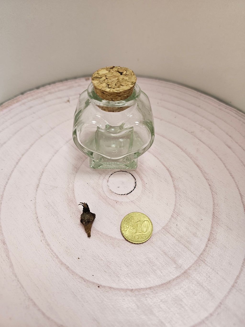 Alocasia Loco Rhizom