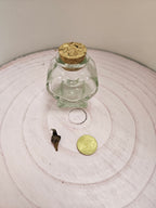 Alocasia Loco Rhizom