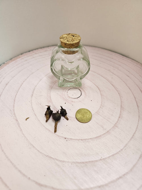 Alocasia Loco Rhizom