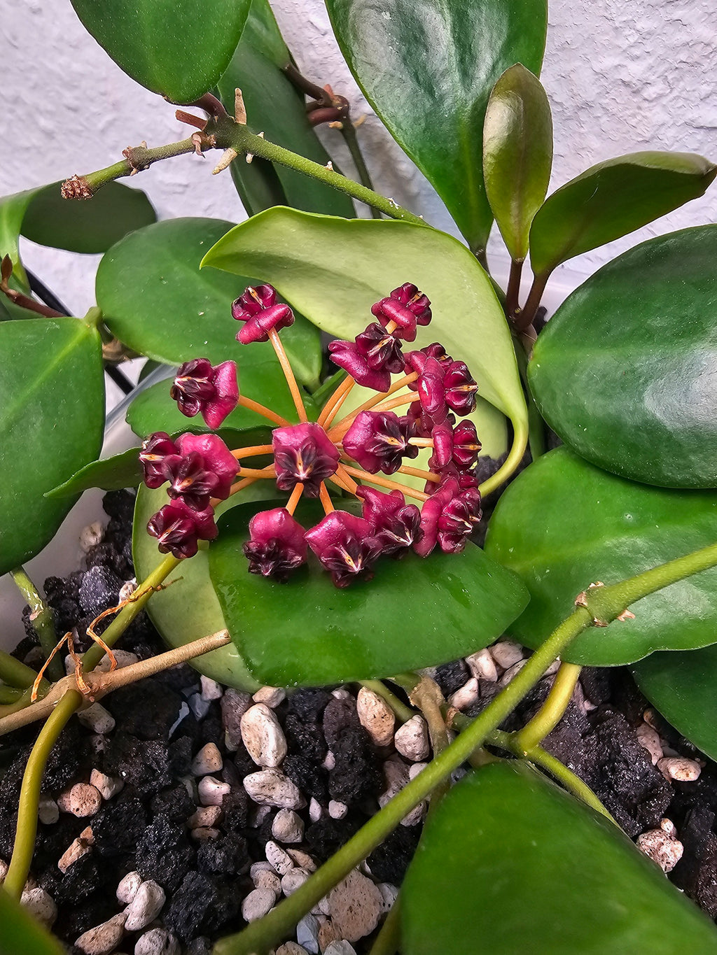 Hoya lucardenasiana