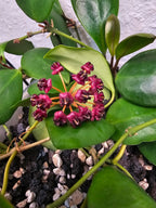Hoya lucardenasiana