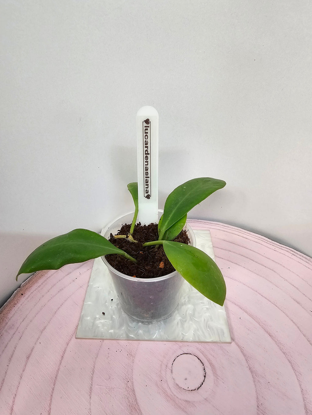Hoya lucardenasiana