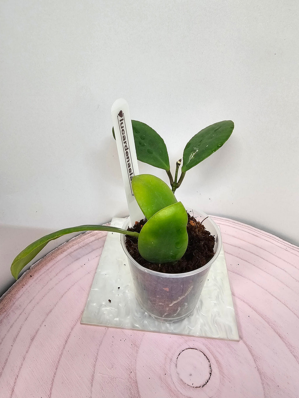 Hoya lucardenasiana