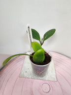 Hoya lucardenasiana
