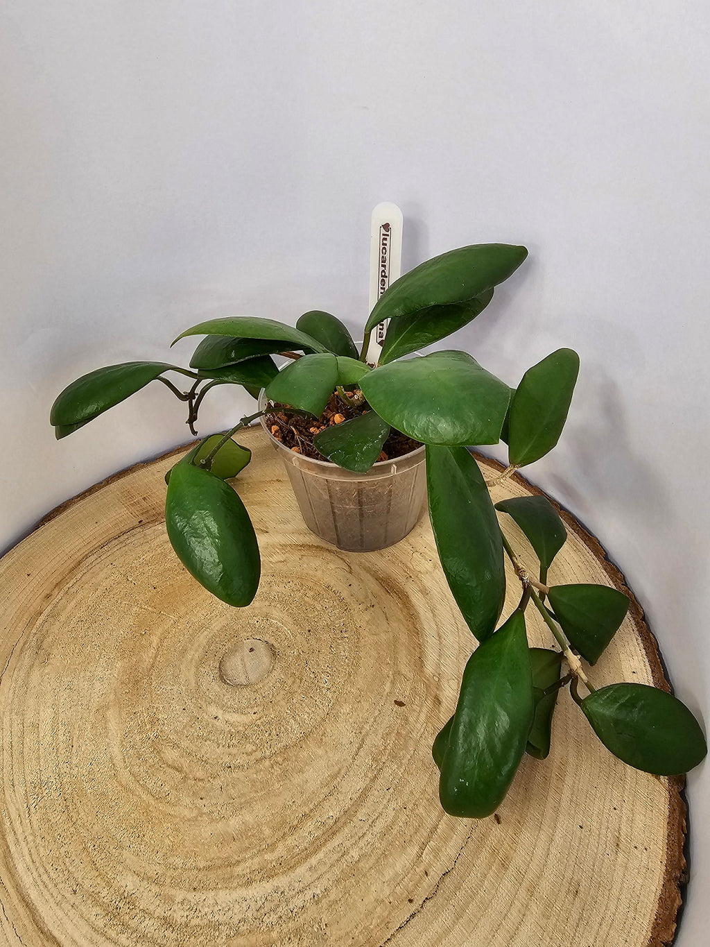 Hoya lucardenasiana