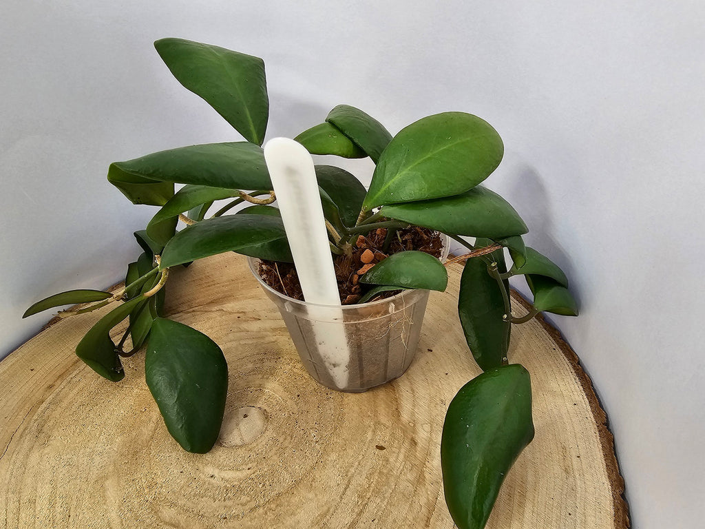 Hoya lucardenasiana