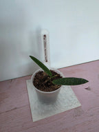 Hoya lyi China narrow leaf