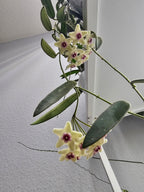 Hoya lyi China narrow leaf