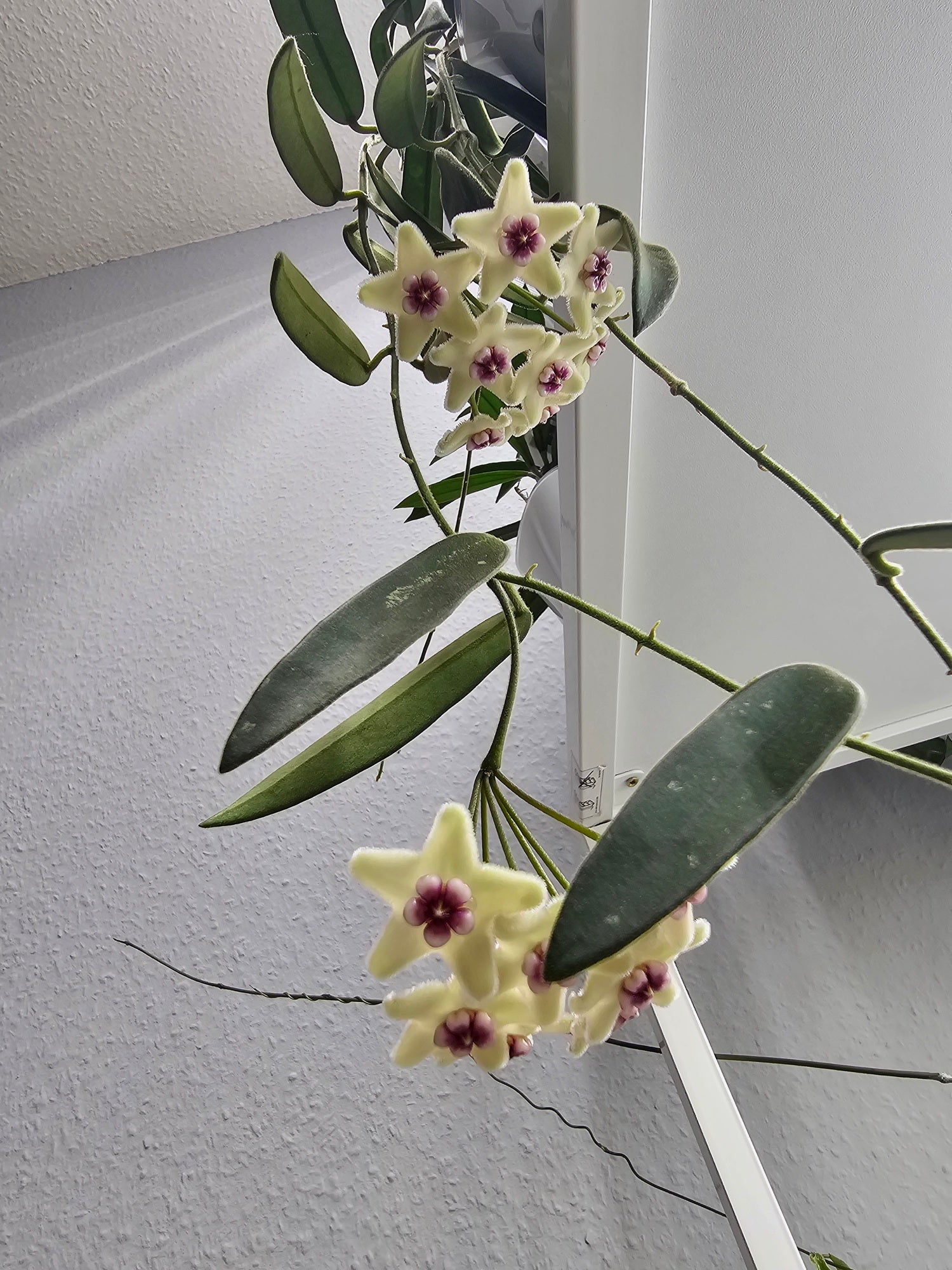 Hoya lyi China narrow leaf