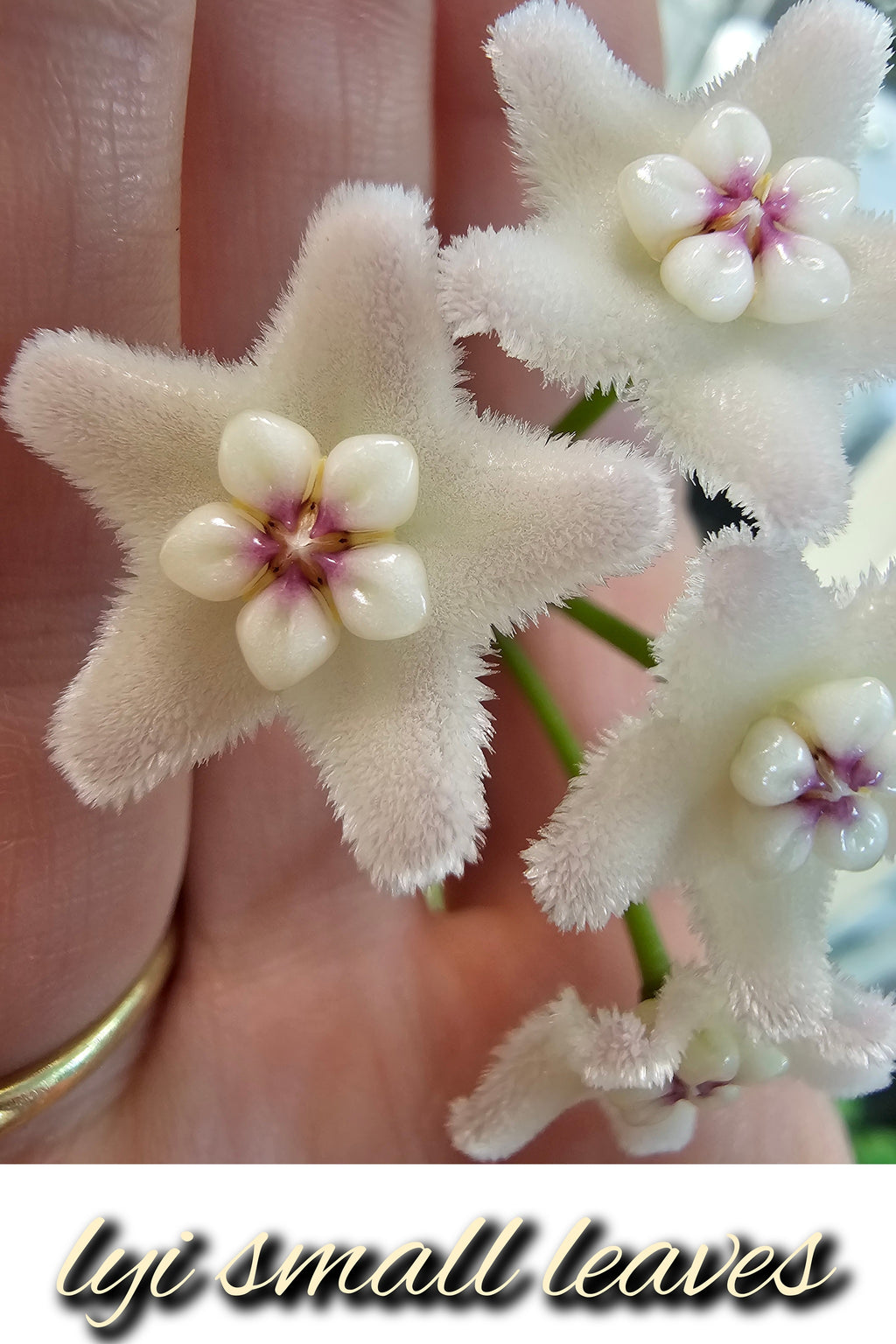 Hoya lyi small leaves