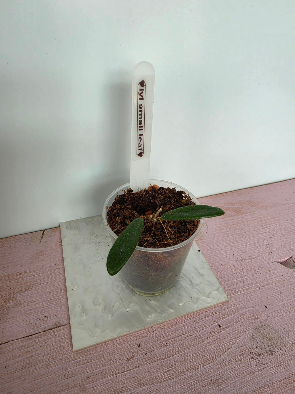 Hoya lyi small leaves