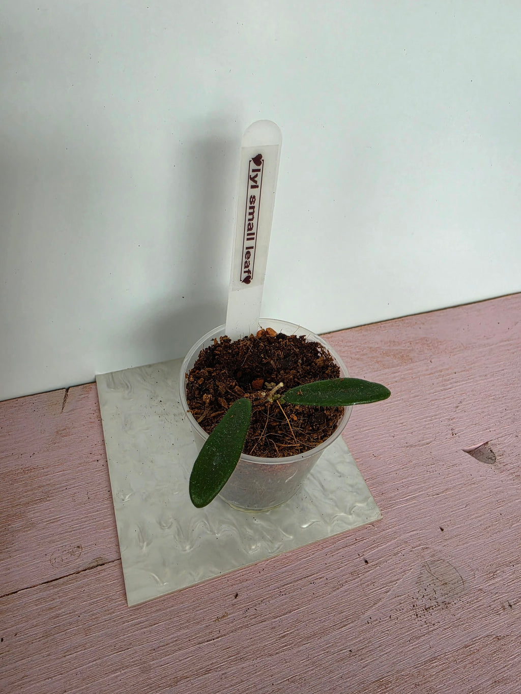Hoya lyi small leaves