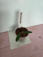 Hoya lyi small leaves