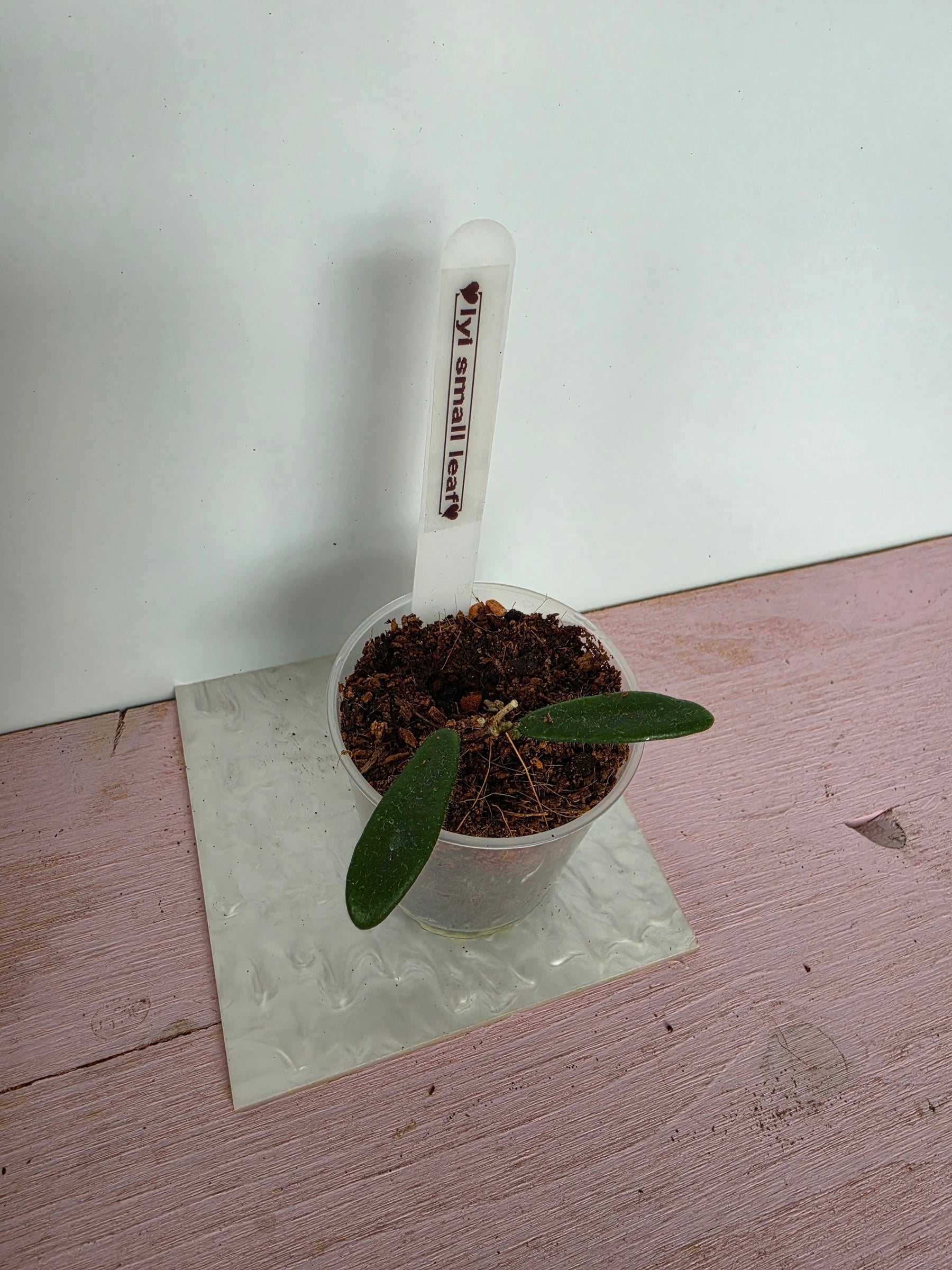 Hoya lyi small leaves