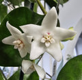Hoya magnifica