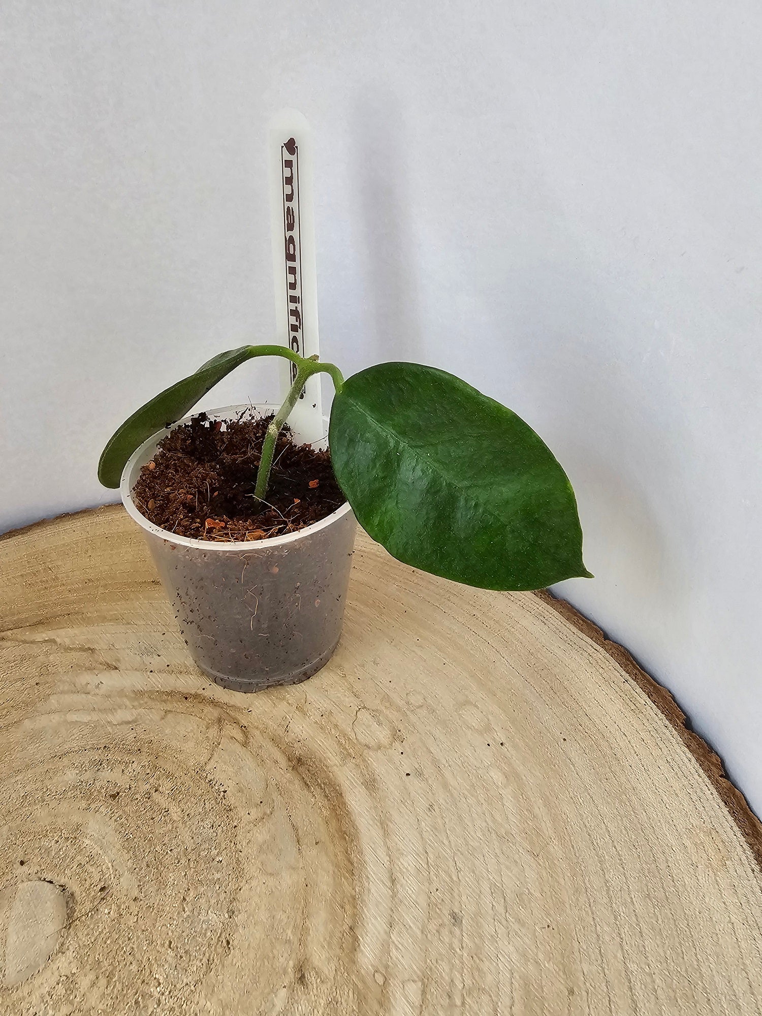 Hoya magnifica