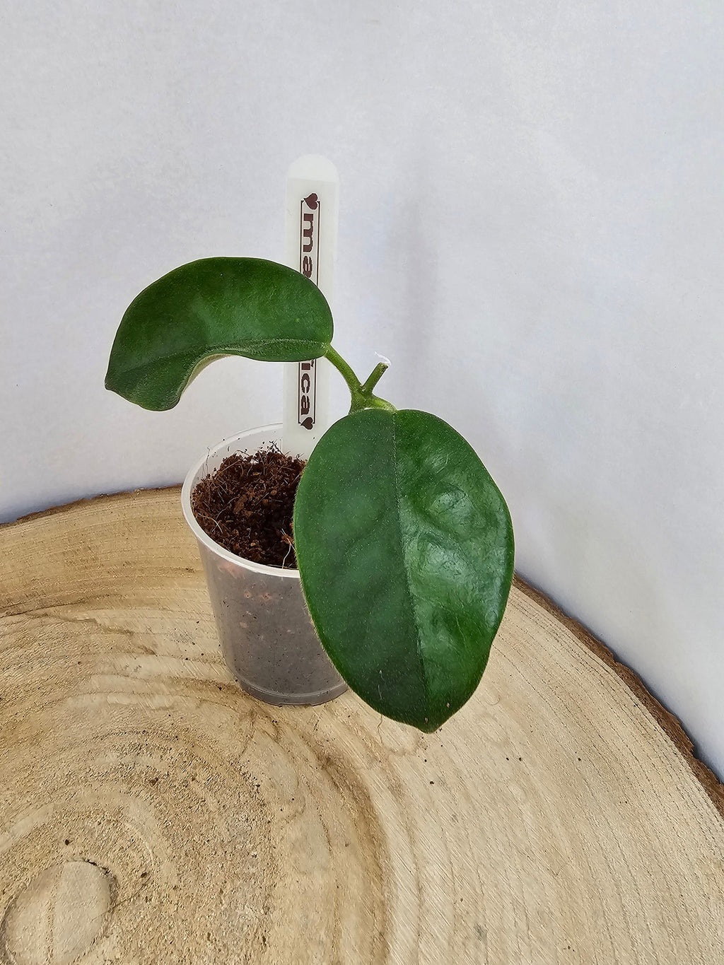 Hoya magnifica