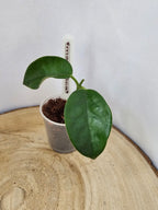 Hoya magnifica