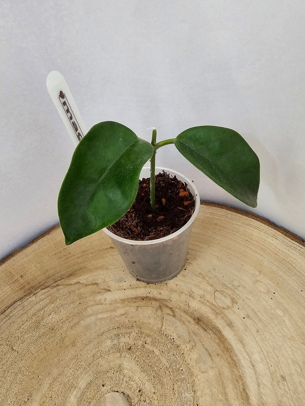 Hoya magnifica