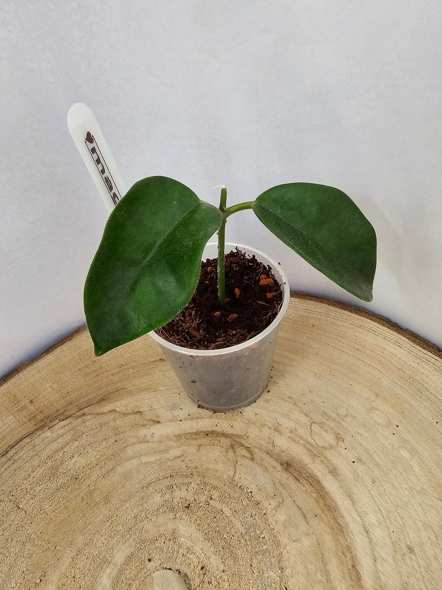Hoya magnifica