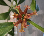 Hoya manipurensis