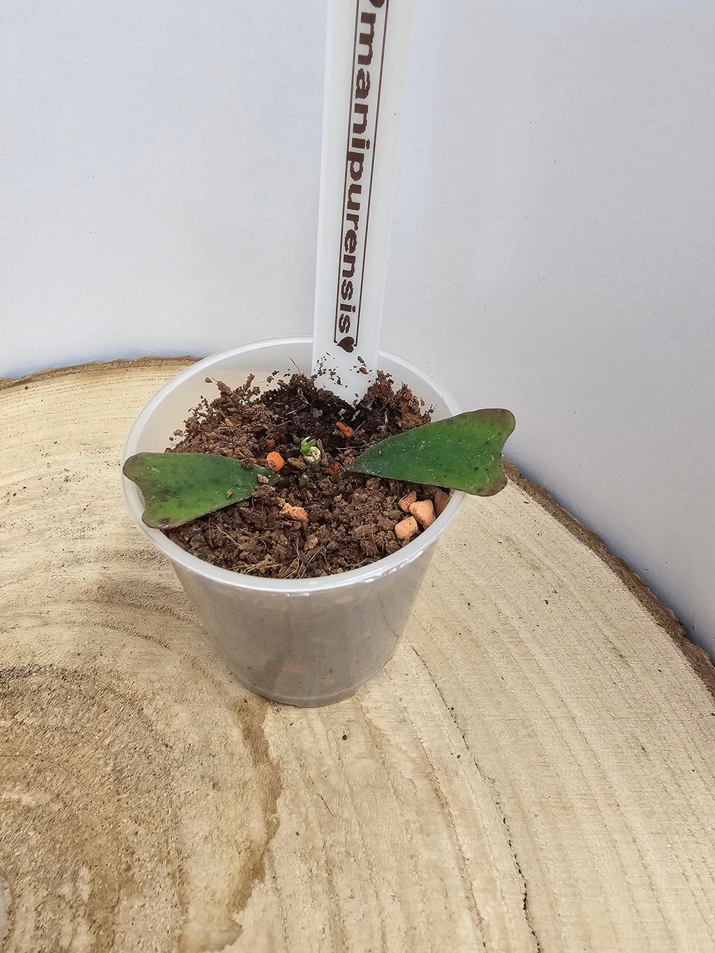 Hoya manipurensis