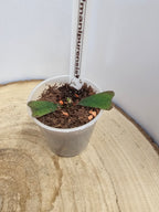 Hoya manipurensis