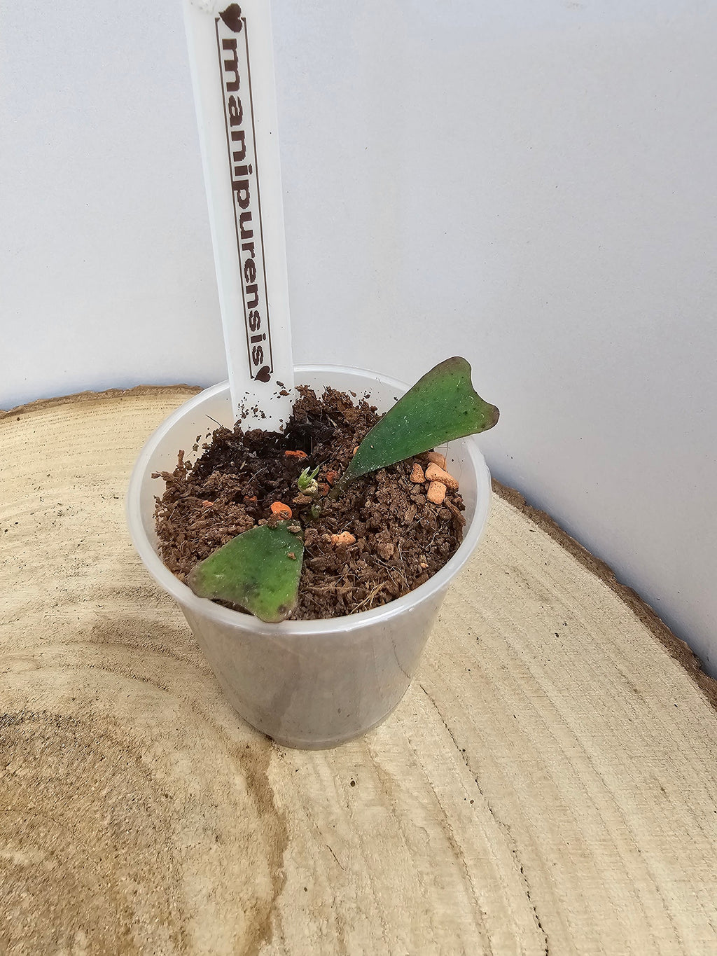 Hoya manipurensis