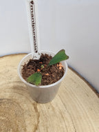 Hoya manipurensis