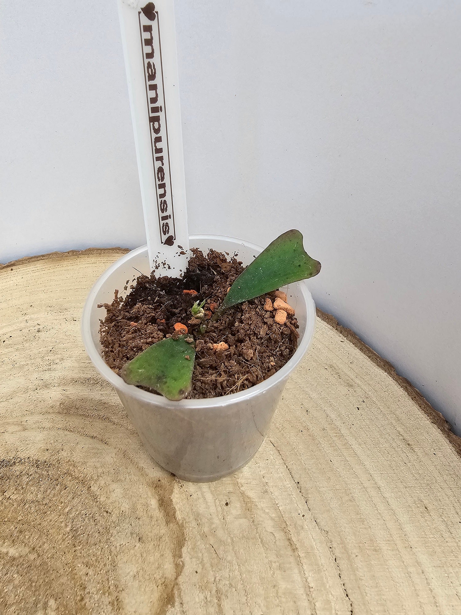 Hoya manipurensis