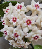 Hoya 'Mathilde' cutting
