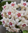 Hoya 'Mathilde'