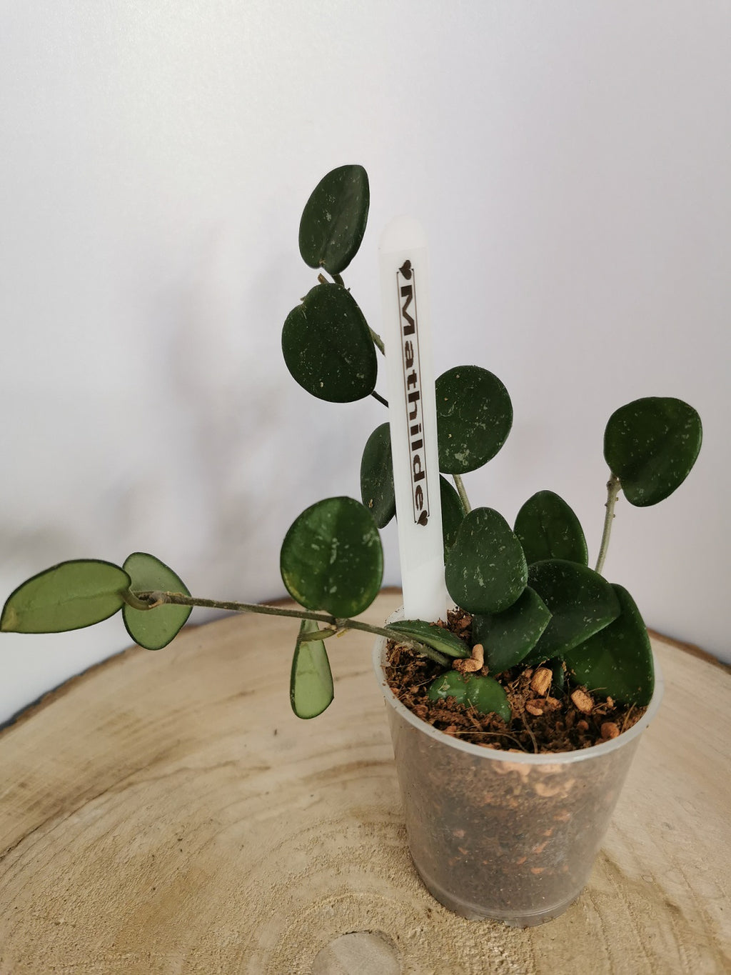 Hoya 'Mathilde'